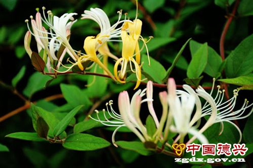 ���Ƿ���ҡҷ�ġ����û��������Ƿ񻹼ǵ����� 