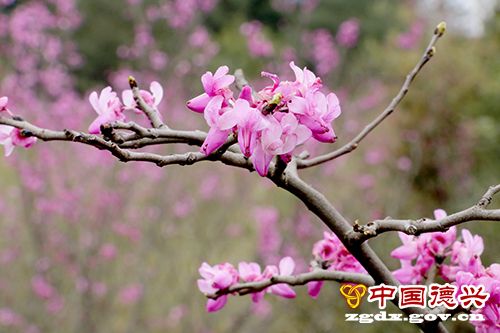 �Ŵ��緢��Ұ���Ͼ���Ⱥ