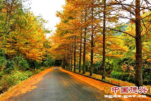 酔美梧风洞:初冬的那一地金黄